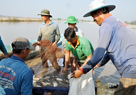 thu hoạch cá